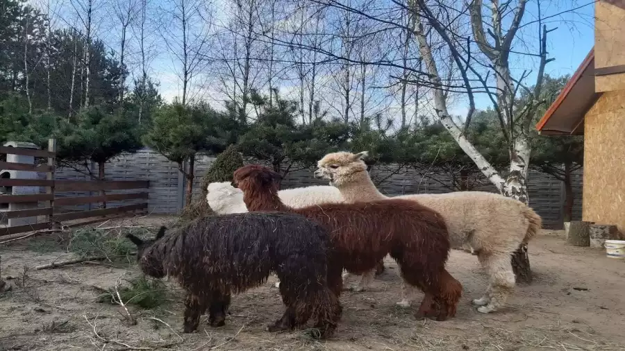 Letnie kolonia w krainie Pana Kleksa