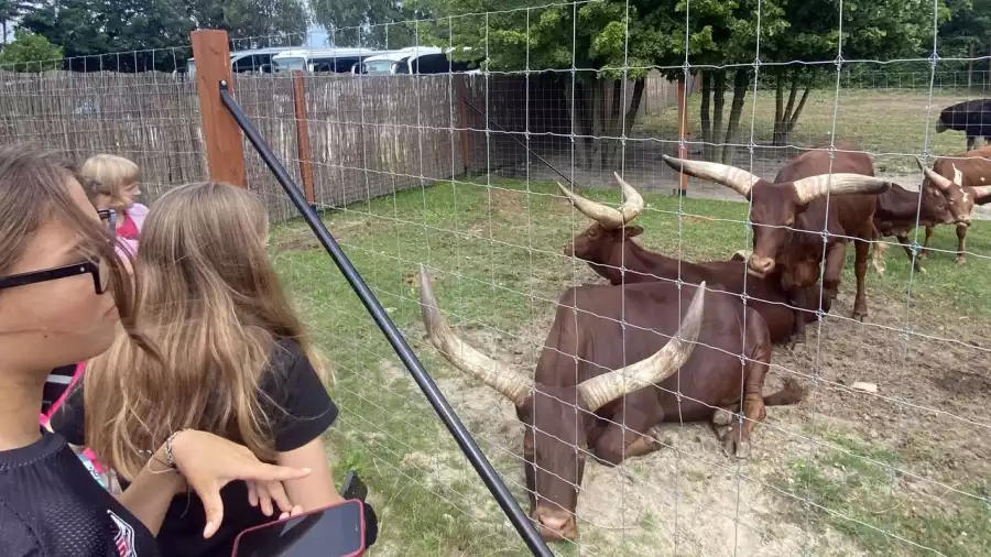 Letnie kolonia w krainie Pana Kleksa