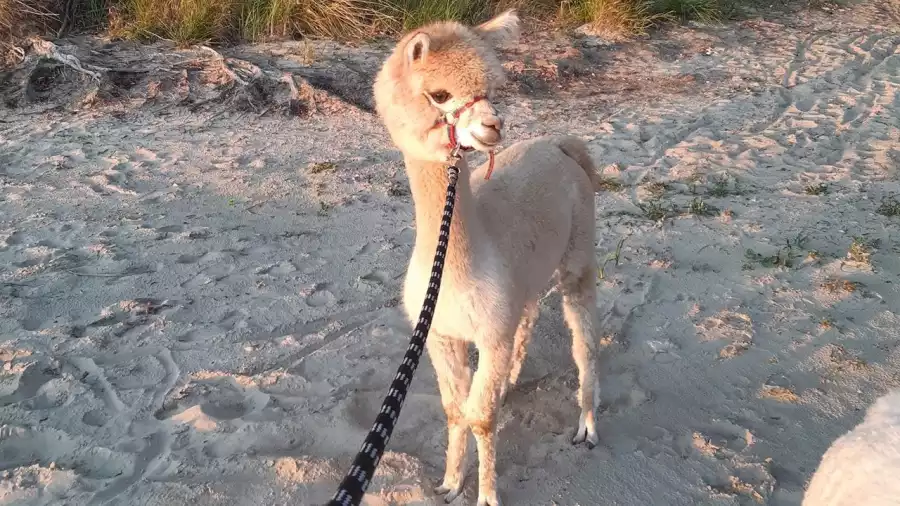 Letnia kolonia survivalowa