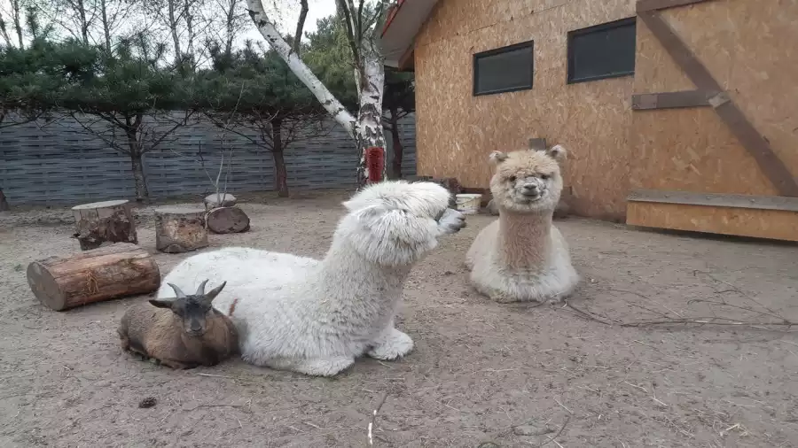 Letnia kolonia survivalowa