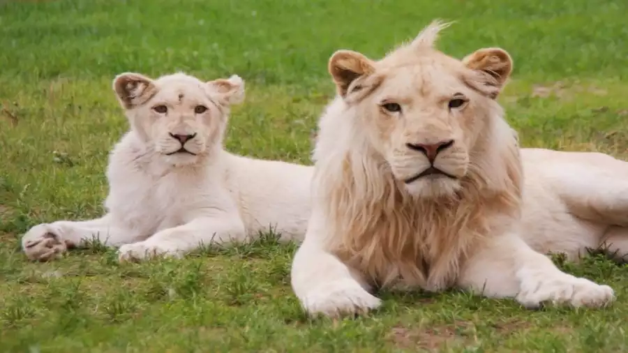 Letnia kolonia survivalowa