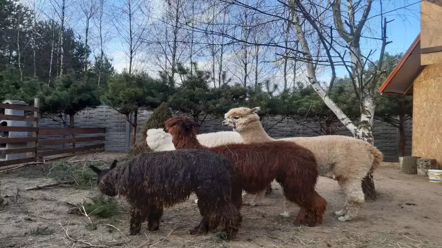 Letnia kolonia survivalowa