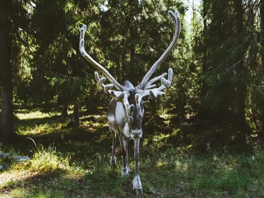 Kuusamo Natura Finlandii - oóbz rekreacyjny ze zwiedzaniem - samolotem z Warszawy