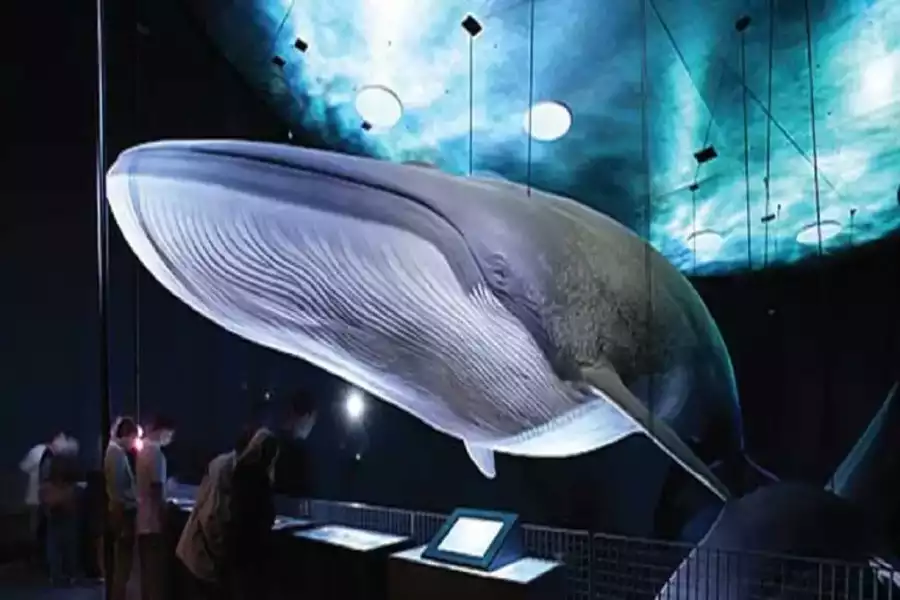 Jarosławiec Młodzieżowy obóz rekreacyjny nad morzem