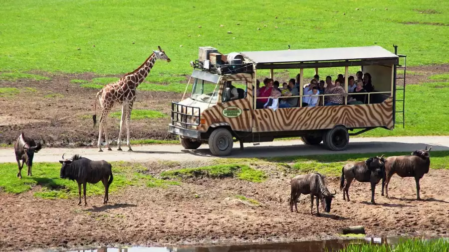 safari