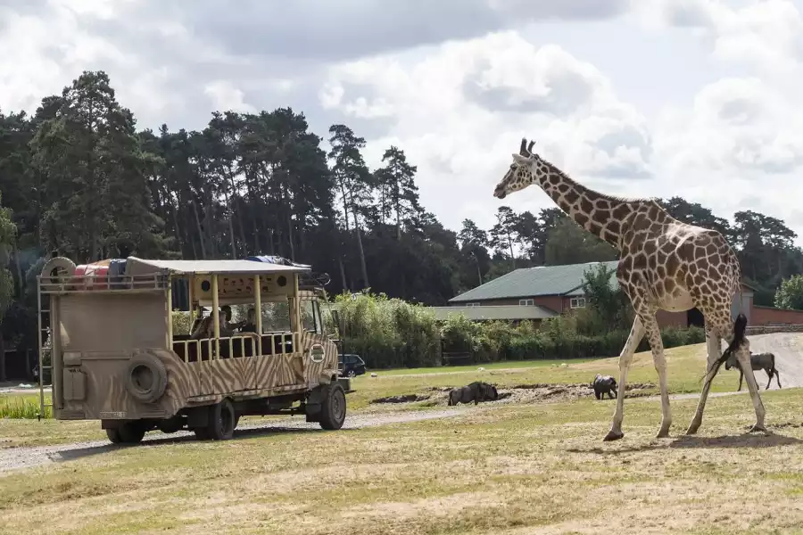 safari