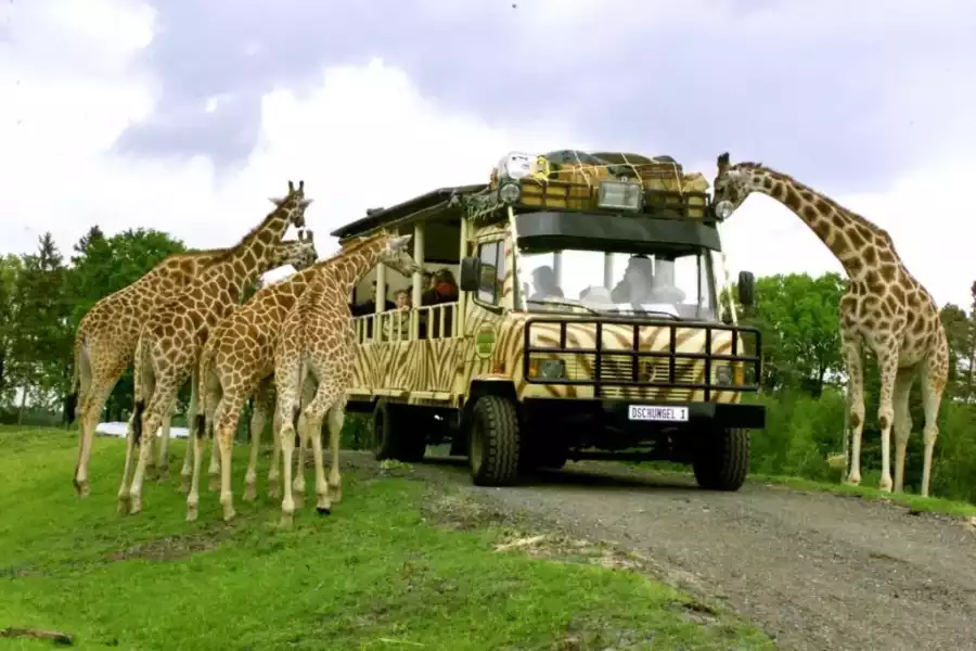 safari