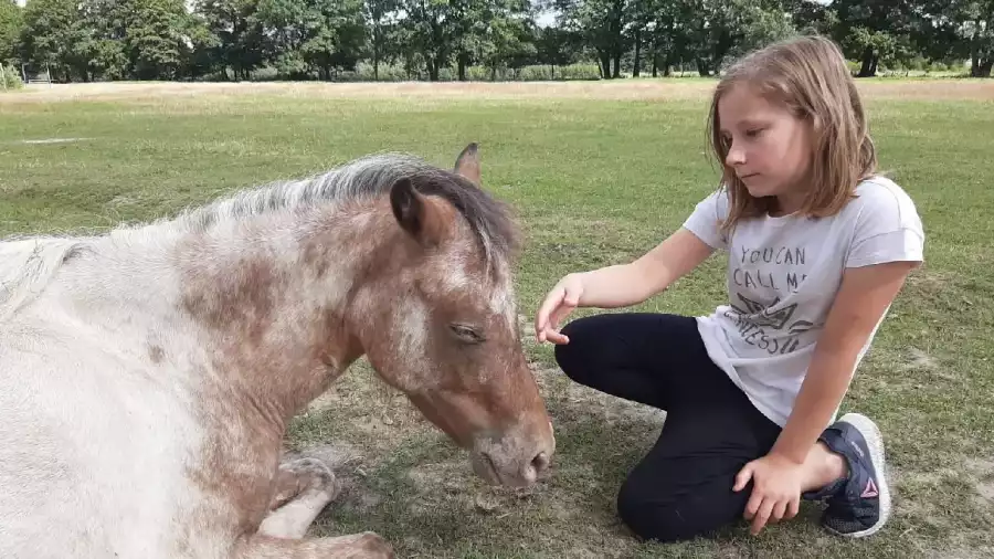 Przysiecz Letnia kolonia ABC jazdy konnej
