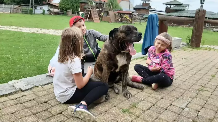 dzieci z dużym psem