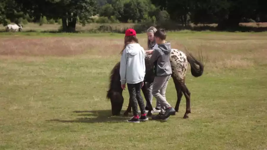 uczestnicy kolonii jeździeckiej oprowadzają konia