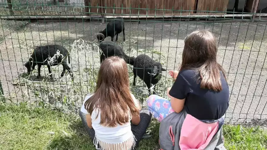 zabawa z kozami podczas kolonii letniej