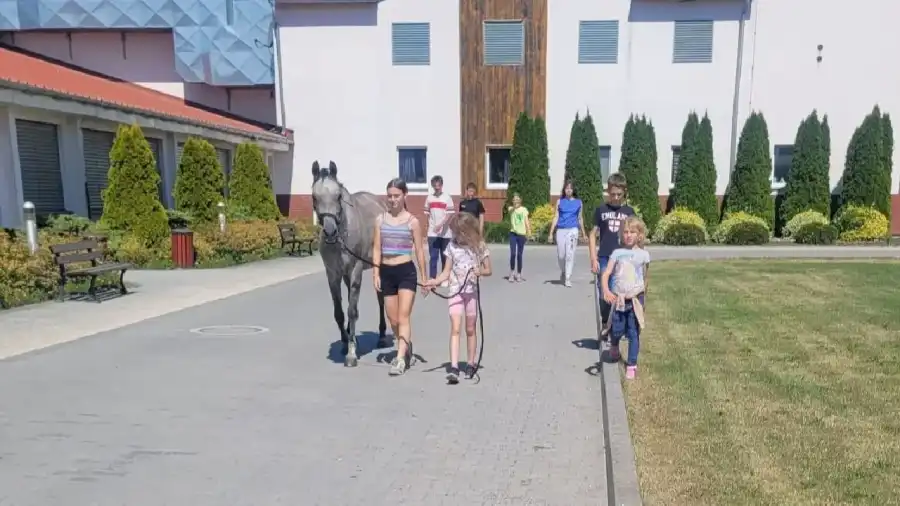 Zakrzów Kurs jazdy konnej PLUS - Rozwój jeździecki dla dzieci i młodzieży