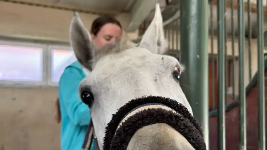 Zakrzów Kolonia i obóz hobby horse z jazdą konną