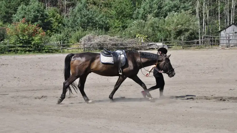 Janów Lubelski Obóz konny na lubelszczyźnie